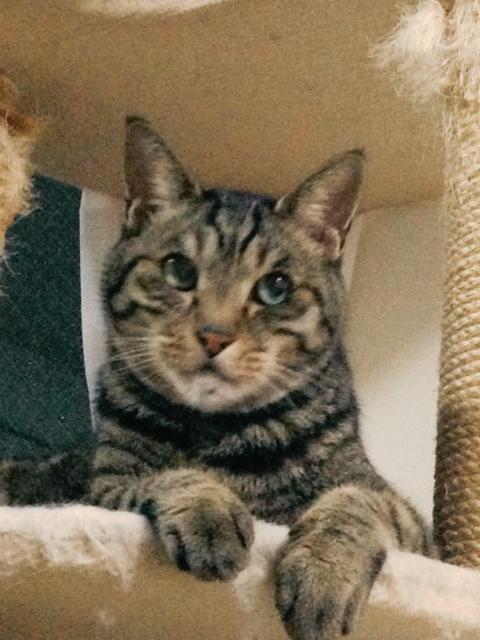 dispPetName($row['pet_name'])