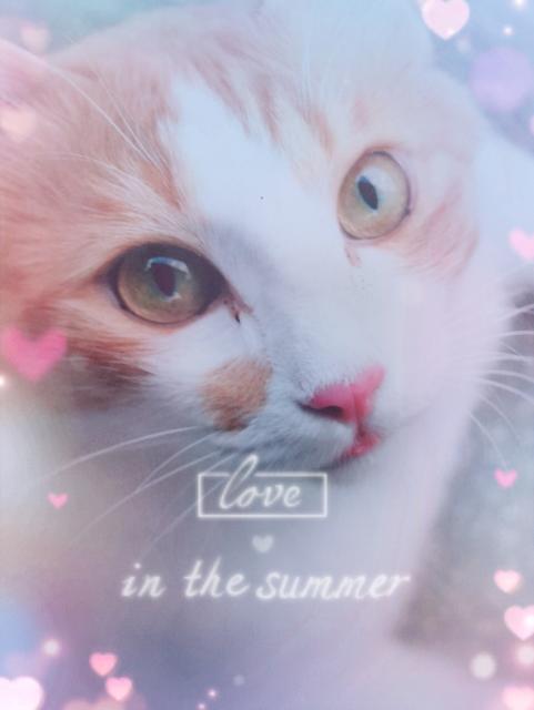 dispPetName($row['pet_name'])