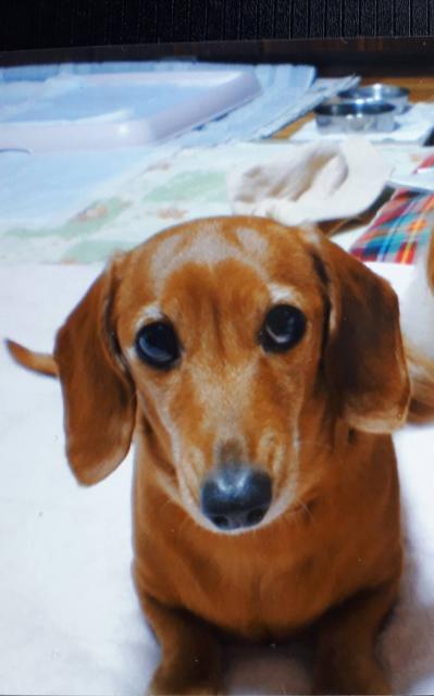 dispPetName($row['pet_name'])