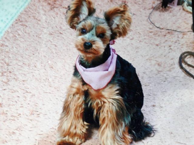 dispPetName($row['pet_name'])