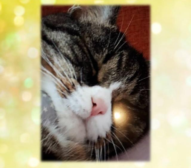 dispPetName($row['pet_name'])