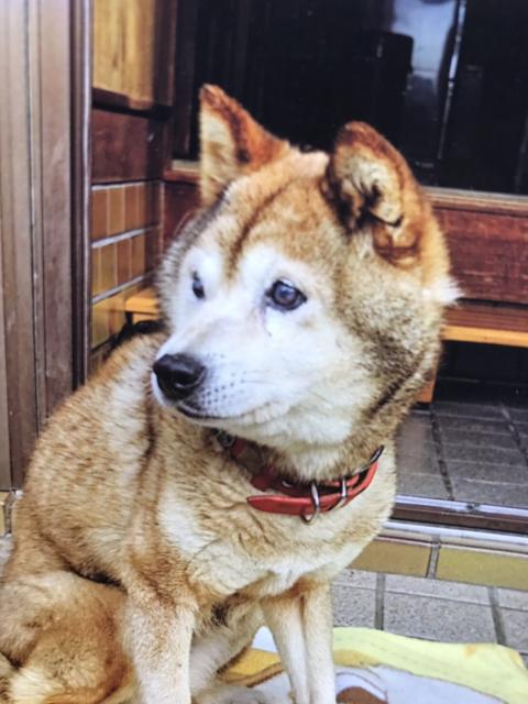 dispPetName($row['pet_name'])