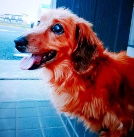 dispPetName($row['pet_name'])