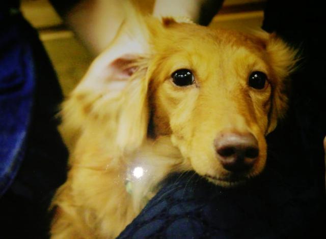 dispPetName($row['pet_name'])