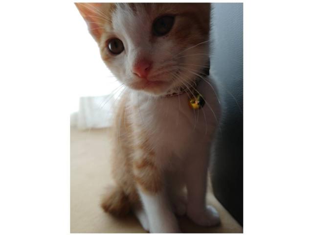 dispPetName($row['pet_name'])