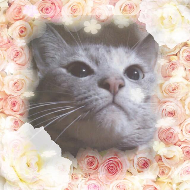 dispPetName($row['pet_name'])