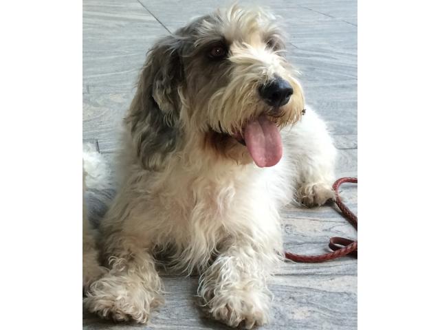 dispPetName($row['pet_name'])