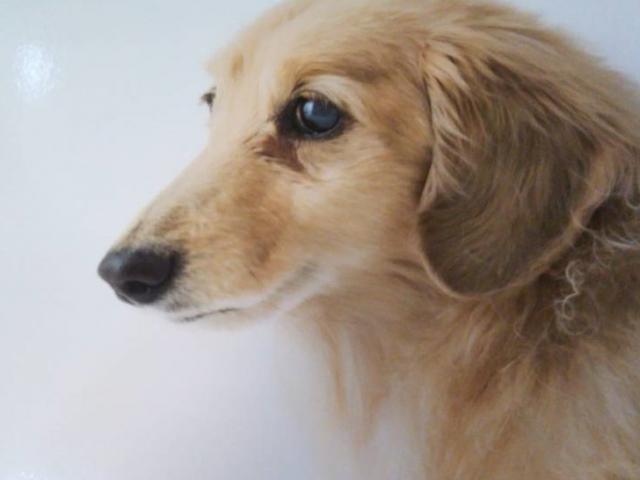 dispPetName($row['pet_name'])