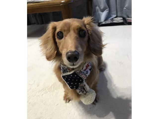 dispPetName($row['pet_name'])