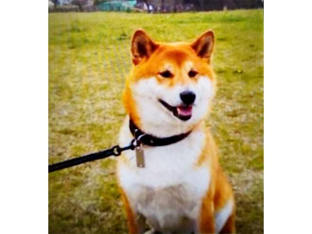 dispPetName($row['pet_name'])