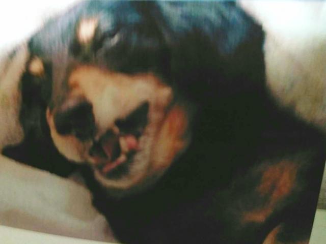dispPetName($row['pet_name'])