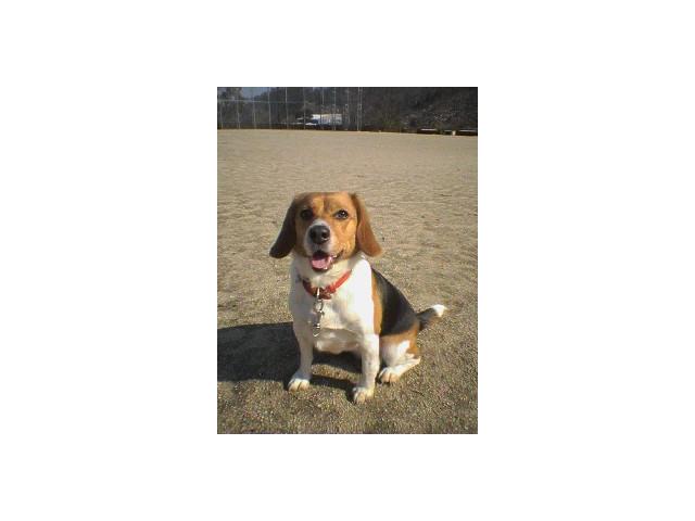 dispPetName($row['pet_name'])