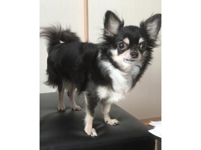 dispPetName($row['pet_name'])