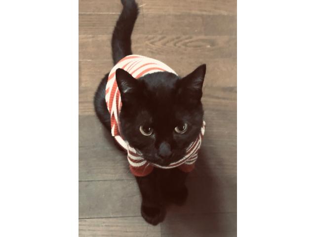 dispPetName($row['pet_name'])
