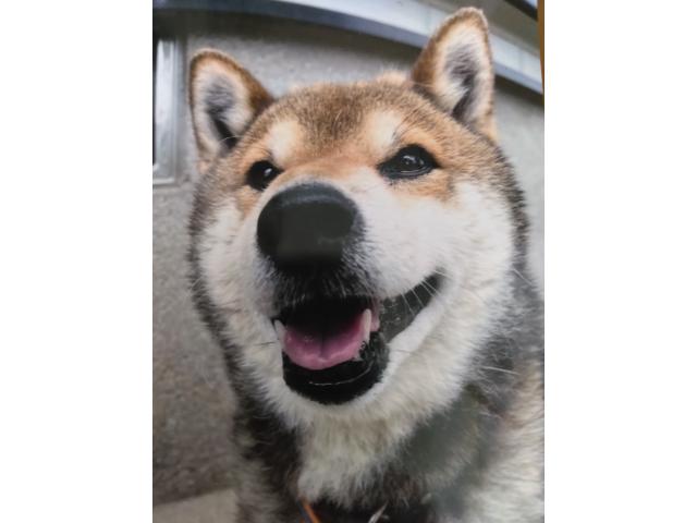 dispPetName($row['pet_name'])