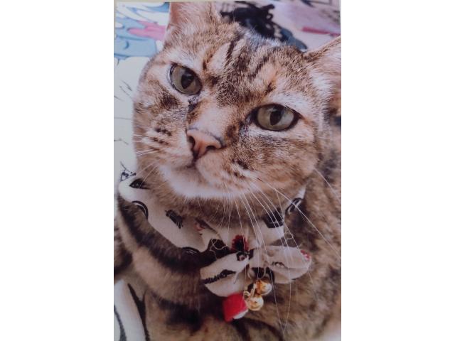 dispPetName($row['pet_name'])