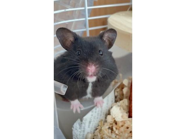 dispPetName($row['pet_name'])
