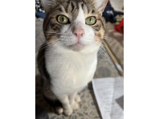 dispPetName($row['pet_name'])