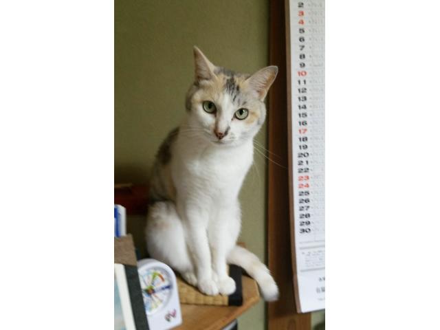 dispPetName($row['pet_name'])