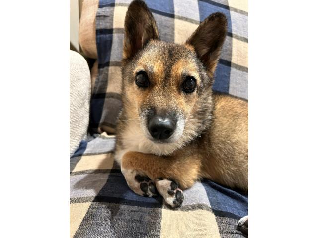 dispPetName($row['pet_name'])