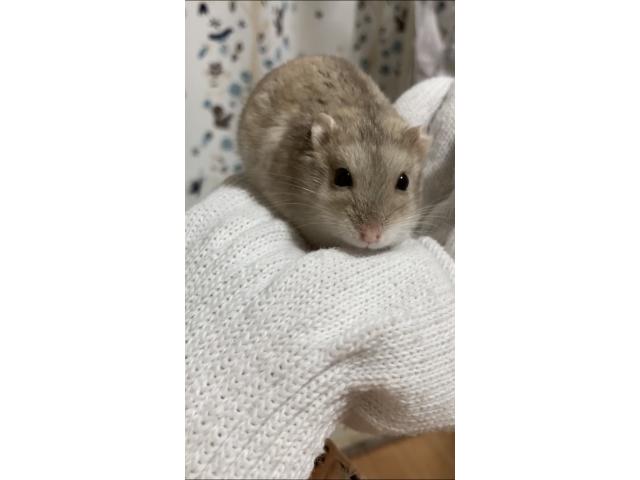 グリーちゃん
