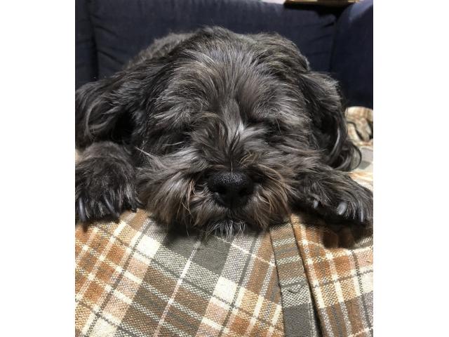 dispPetName($row['pet_name'])