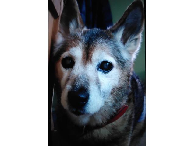 dispPetName($row['pet_name'])