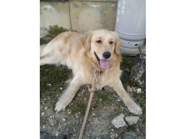 dispPetName($row['pet_name'])