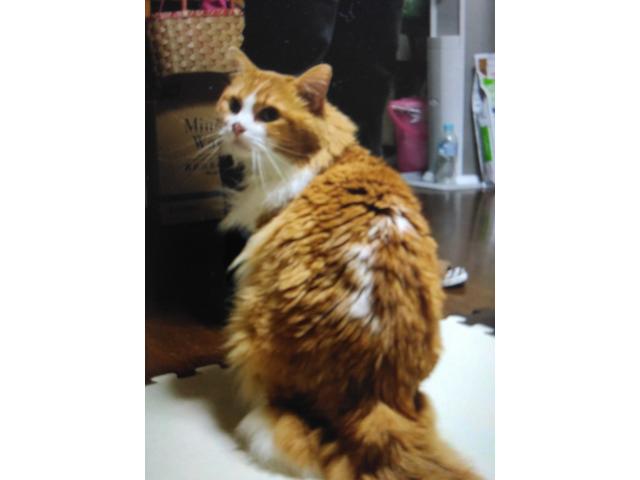 dispPetName($row['pet_name'])