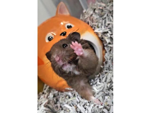 ちゃぴ公ちゃん