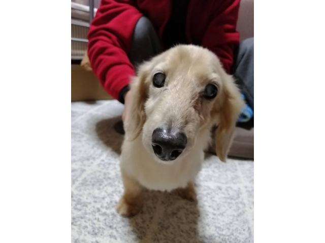 dispPetName($row['pet_name'])