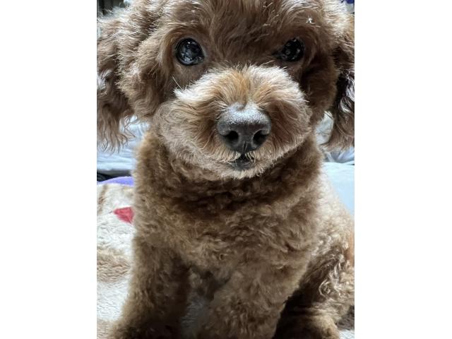 dispPetName($row['pet_name'])