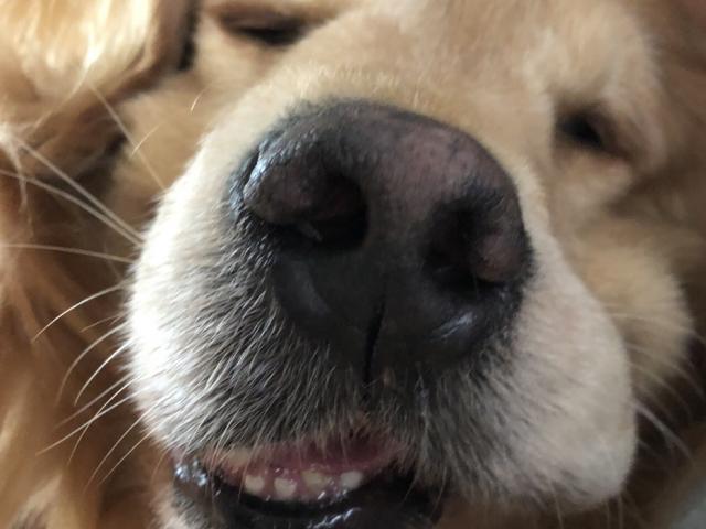 dispPetName($row['pet_name'])