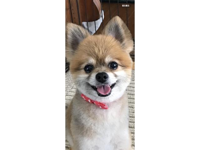 アズキちゃん