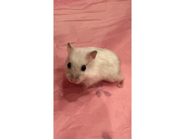 ばぶちゃん
