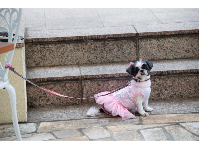 パンちゃん