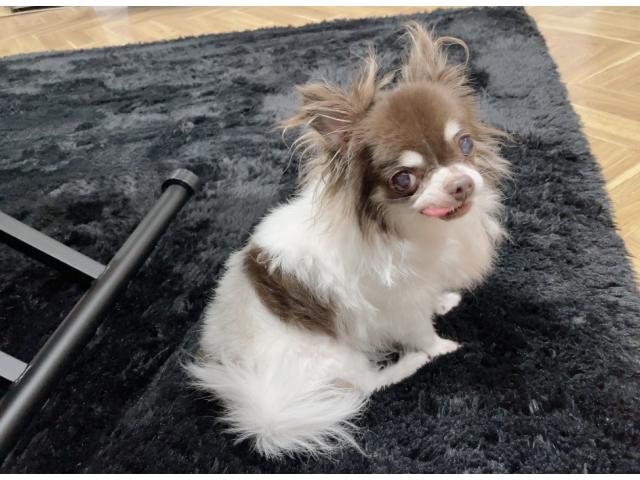 dispPetName($row['pet_name'])