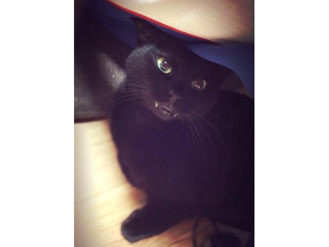 dispPetName($row['pet_name'])