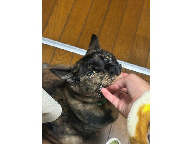ぽぽちゃん