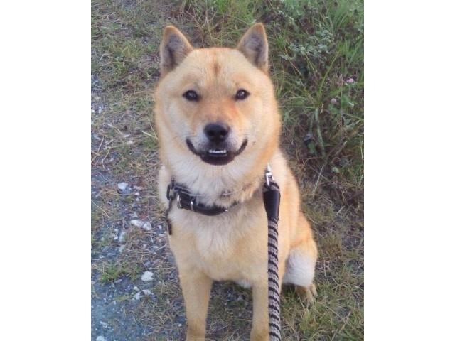 dispPetName($row['pet_name'])