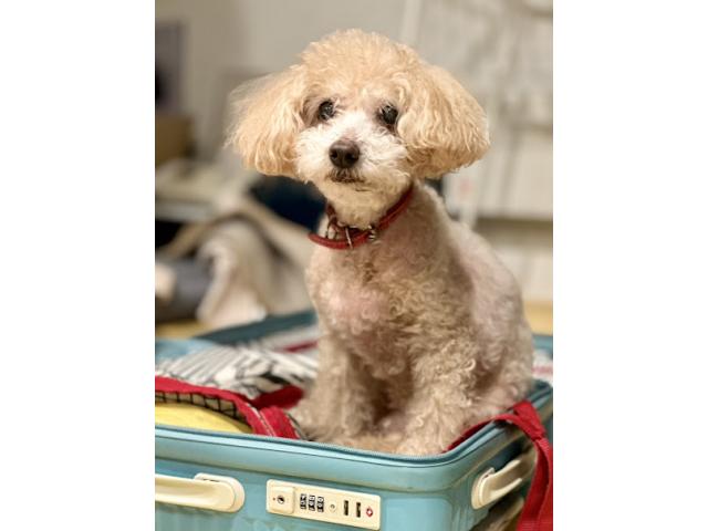 dispPetName($row['pet_name'])