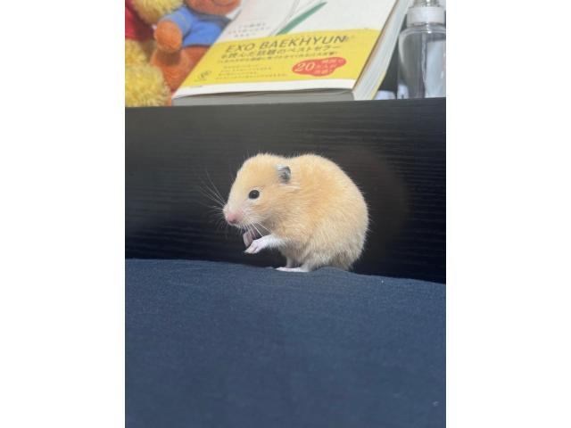 きなこちゃん