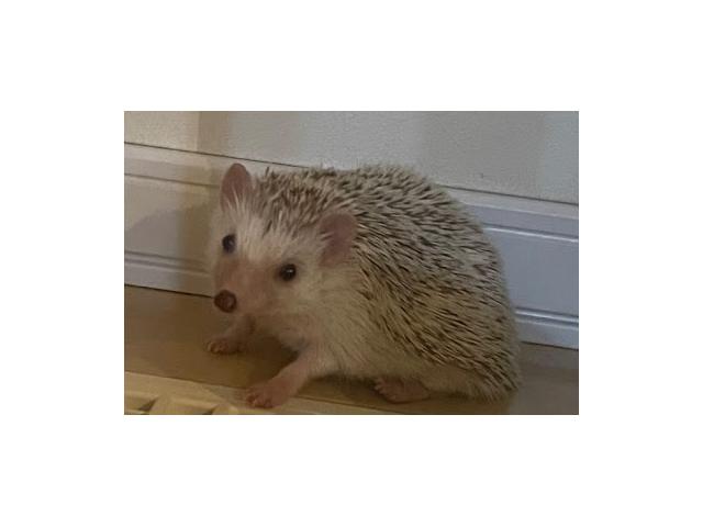 dispPetName($row['pet_name'])